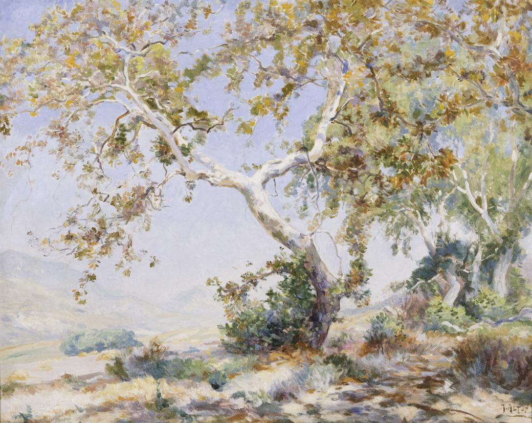Landscape scene with a Sycamore tree with brown leaves is in the center.