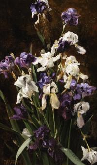 Purple and white irises against a dark black and brown background.