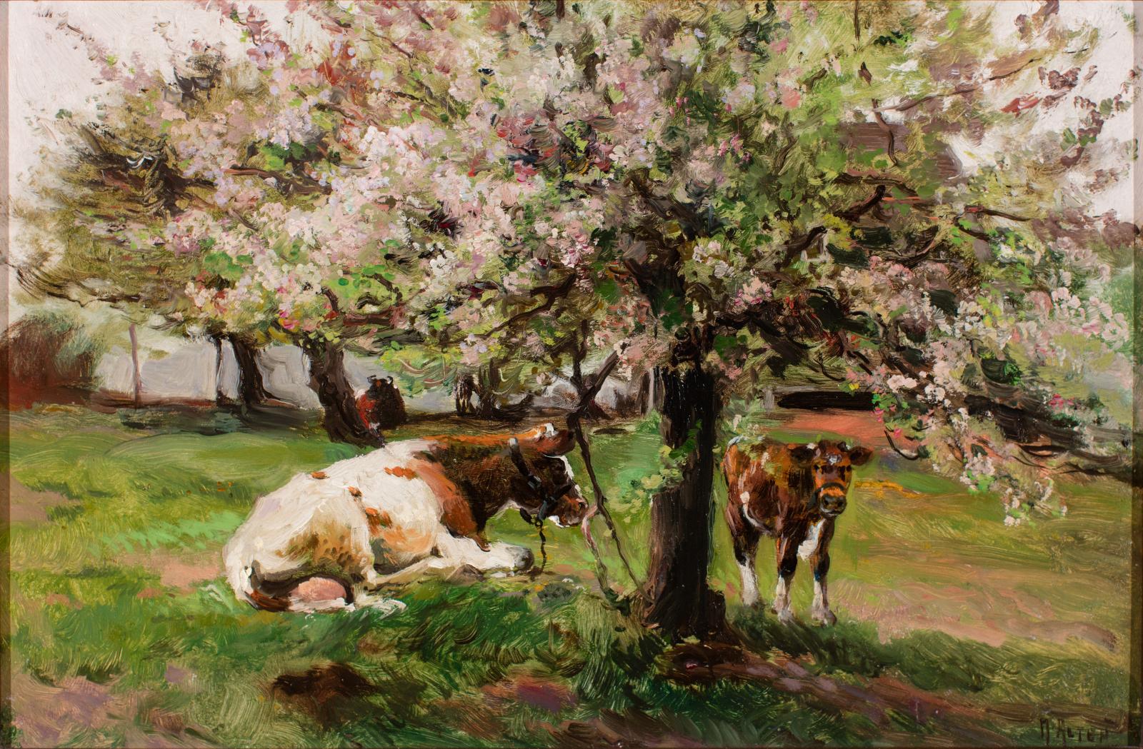 One cow lying down and a calf standing under a tree blooming with pink flowers.
