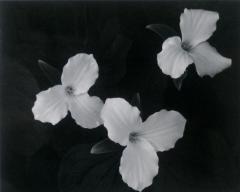 Trillium Trio