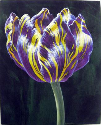 Tulip