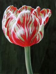 Tulip