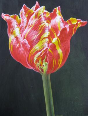 Tulip