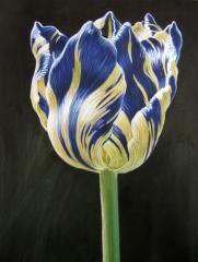 Tulip