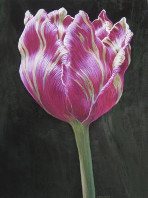 Tulip