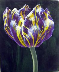 Tulip