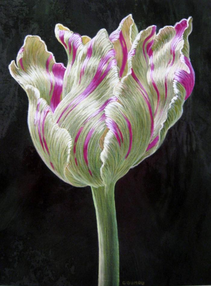 Tulip