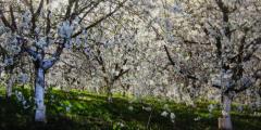 Cherry Blossoms in Sun #1 