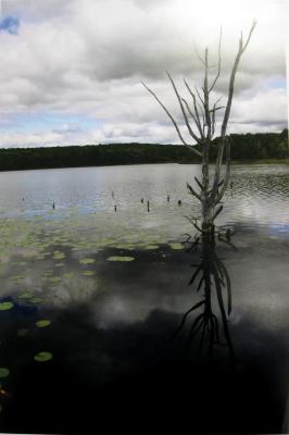 Reflection 1, Pickerel Lake