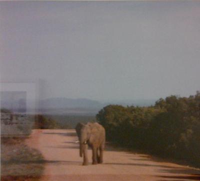 Lone Elephant Calf