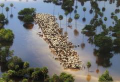 Cattle Gather on a Strip of Dry Land in Low-Lying Areas of the Bolivian Amazon