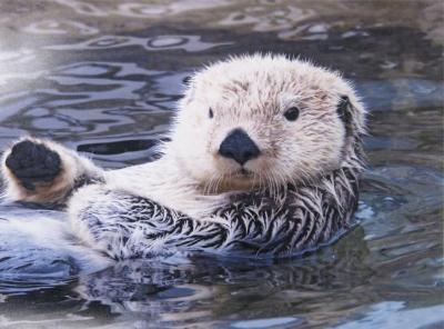 Southern Sea Otter Holds Paw Up to Conserve Heat