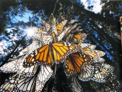 Millions of Monarch Butterflies Travel to Winter Roosts in Mexico