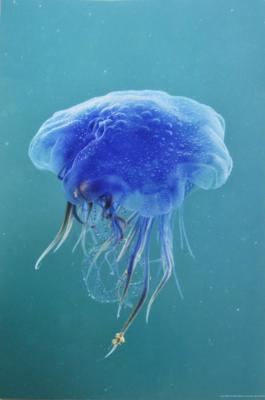 Blue Jellyfish (Cyanea Lamarckii), Feeding on Small Plankton, Lundy Island, Devon, UK