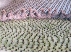 Bound Together Rice Stalks Between Paddies of Rice Plants