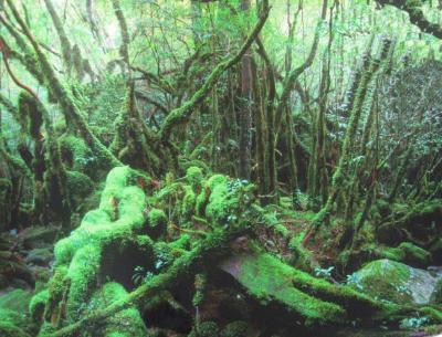 Yakushima Rainforest, Kagoshima, Japan