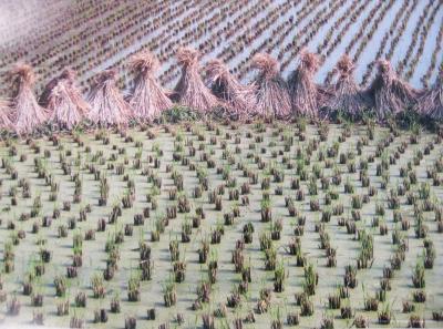 Bound Together Rice Stalks Between Paddies of Rice Plants