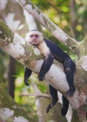 White-Faced Capuchin, Costa Rica