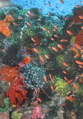 Colorful Coral Scene Underwater