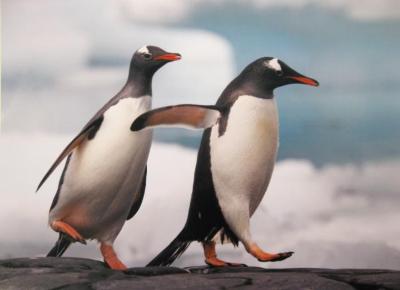 Two Gentoo Penguins