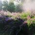 Purple Loosestrife, Ottawa County 2014