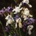 Irises