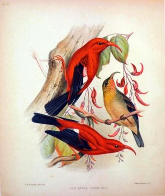 Three 'i'iwi (Vestiaria Coccinea) Birds: Two Males and One Female