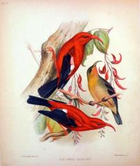 Three 'i'iwi (Vestiaria Coccinea) Birds: Two Males and One Female