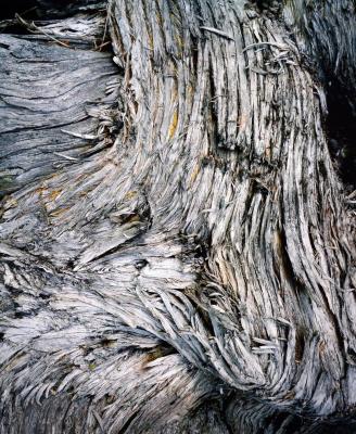 Weathered Bark, Ausable River, Michigan