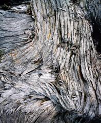 Weathered Bark, Ausable River, Michigan