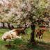 Cows under Flowering Tree