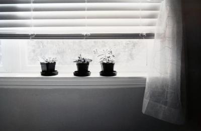 The Window Sill