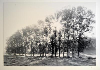 Trees, Vezelay, France