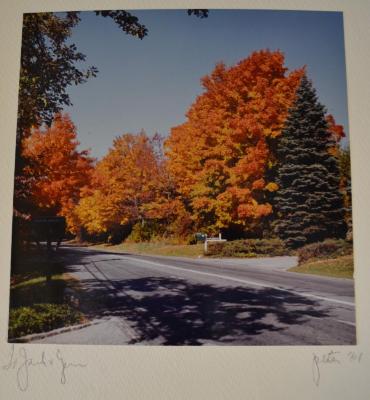 Untitled (Fall Foliage Street Scene)