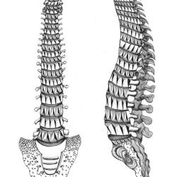 Anatomy: Spines