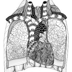 Anatomy: Chest