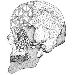 Anatomy: Skull