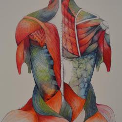 Anatomy: Muscles