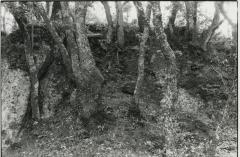 Etruscan Forest, Sorano, Tuscany