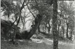 Etruscan Trees #2, Sorano, Tuscany