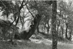 Etruscan Trees #2, Sorano, Tuscany