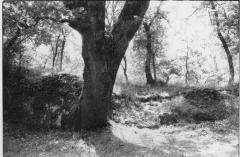 Etruscan Trees #1, Sorano, Tuscany