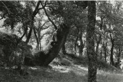 Etruscan Trees #2, Sorano, Tuscany