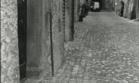 Street Cat, Orvieto, Umbria 