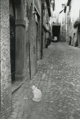 Street Cat, Orvieto, Umbria 