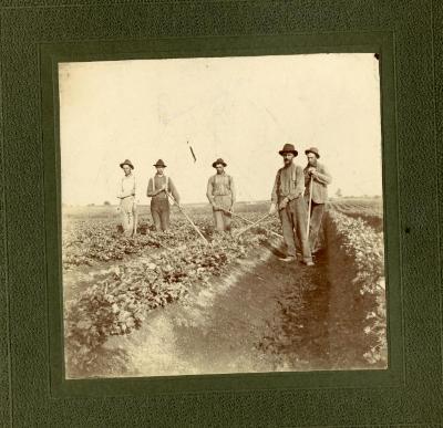 Untitled (Men Working in a Celery Field)