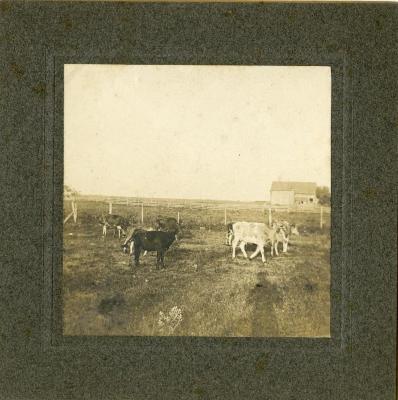 Untitled (Cows on a Farm)