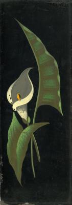 Untitled (Calla Lilly)