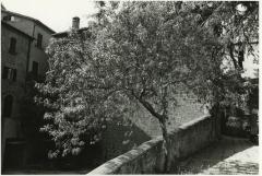 Spring, Orvieto, Umbria