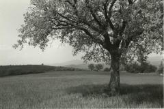 Near Colonnetta, Umbria